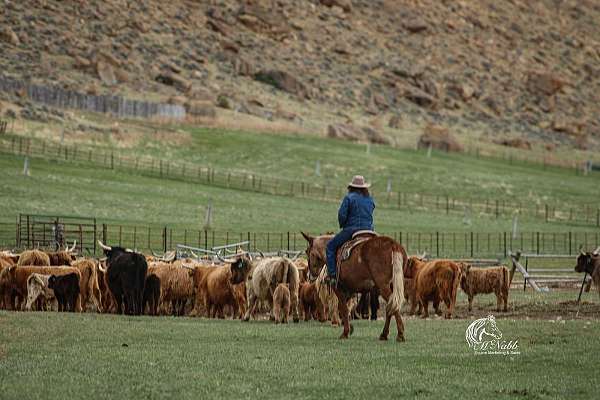 roping-mule