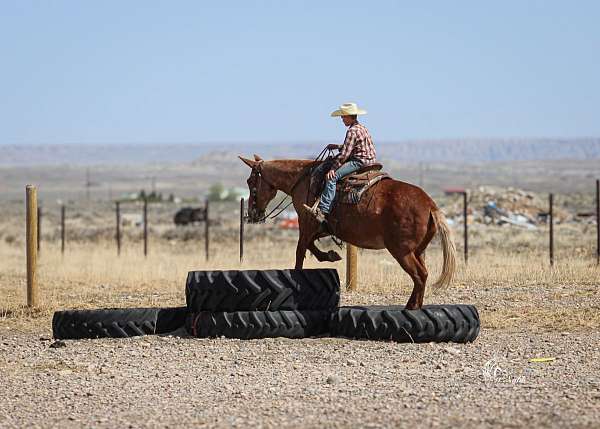 trail-mule