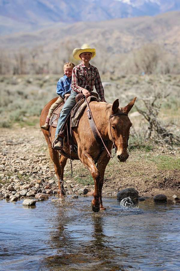 trail-riding-mule