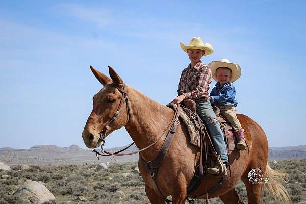 western-riding-mule
