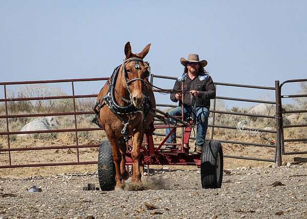 working-cattle-mule