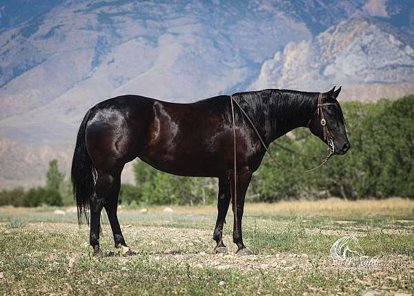 all-around-quarter-horse