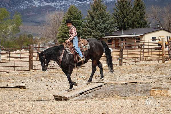 athletic-quarter-horse