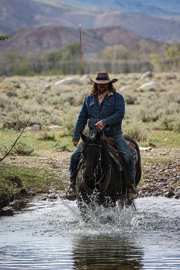 husband-safe-quarter-horse