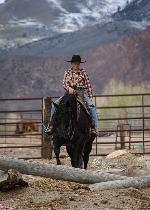kid-safe-quarter-horse