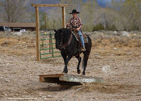 ranch-quarter-horse