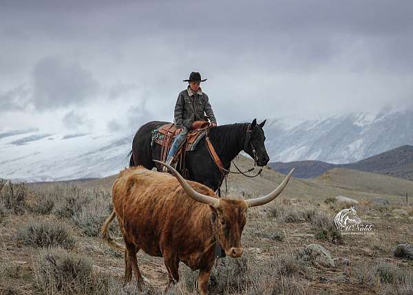 ranch-versatility-quarter-horse