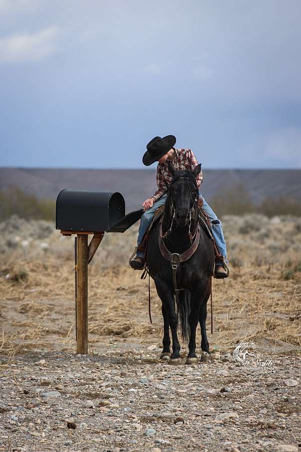 performance-quarter-horse
