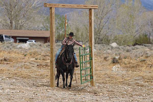 ranch-work-quarter-horse