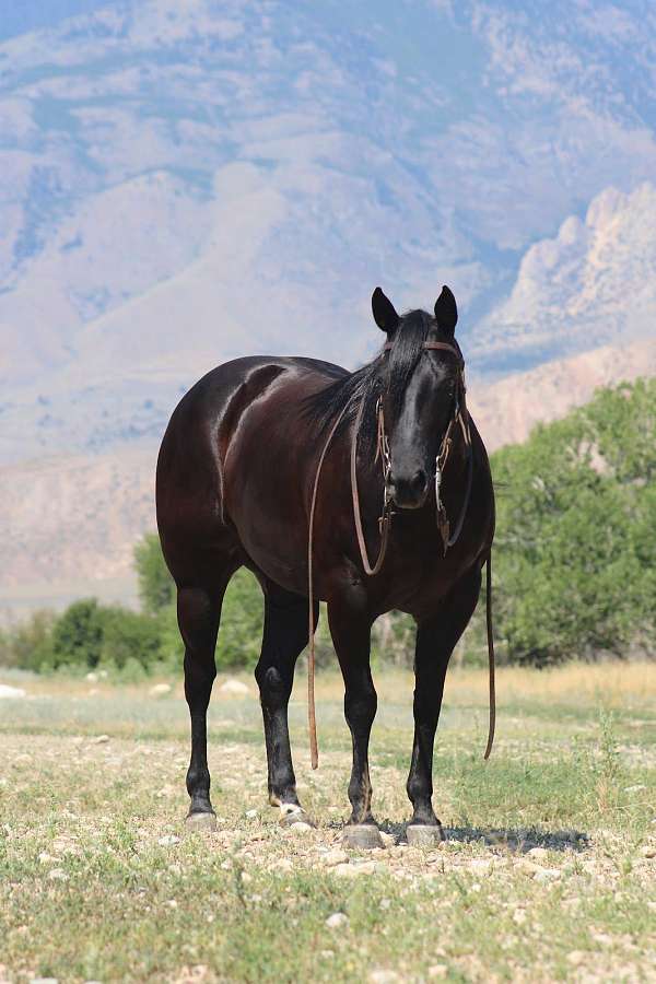 show-quarter-horse