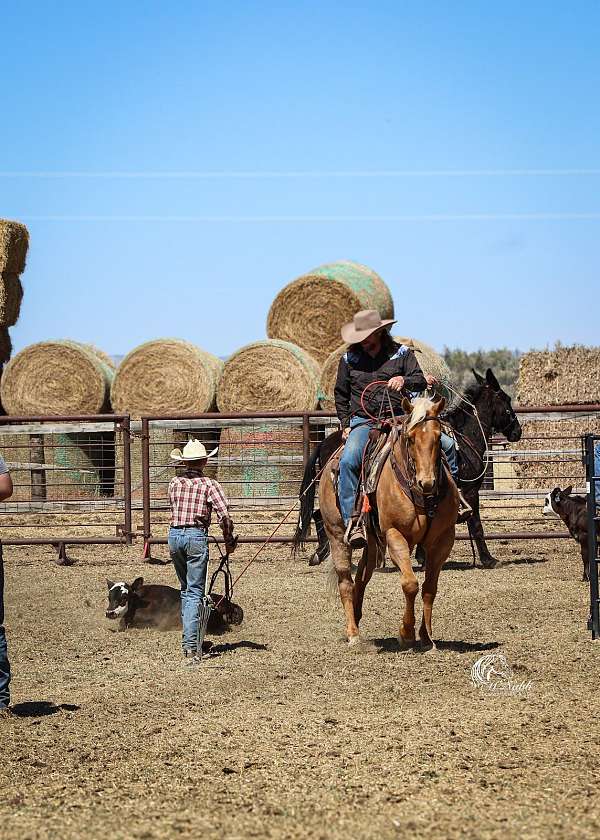 athletic-quarter-horse