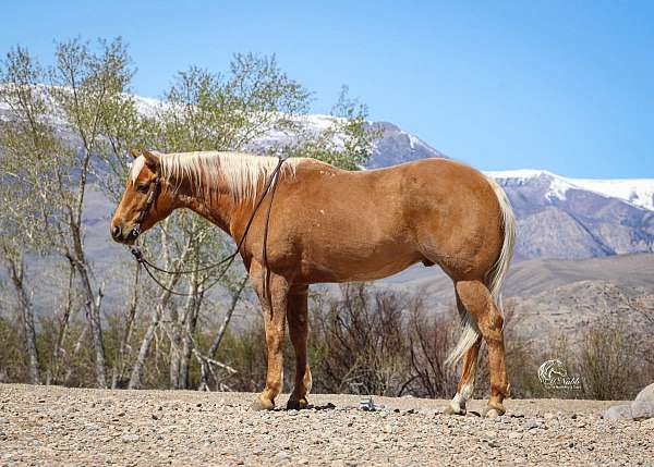 all-around-quarter-horse