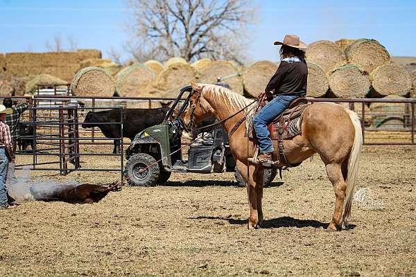 beginner-quarter-horse
