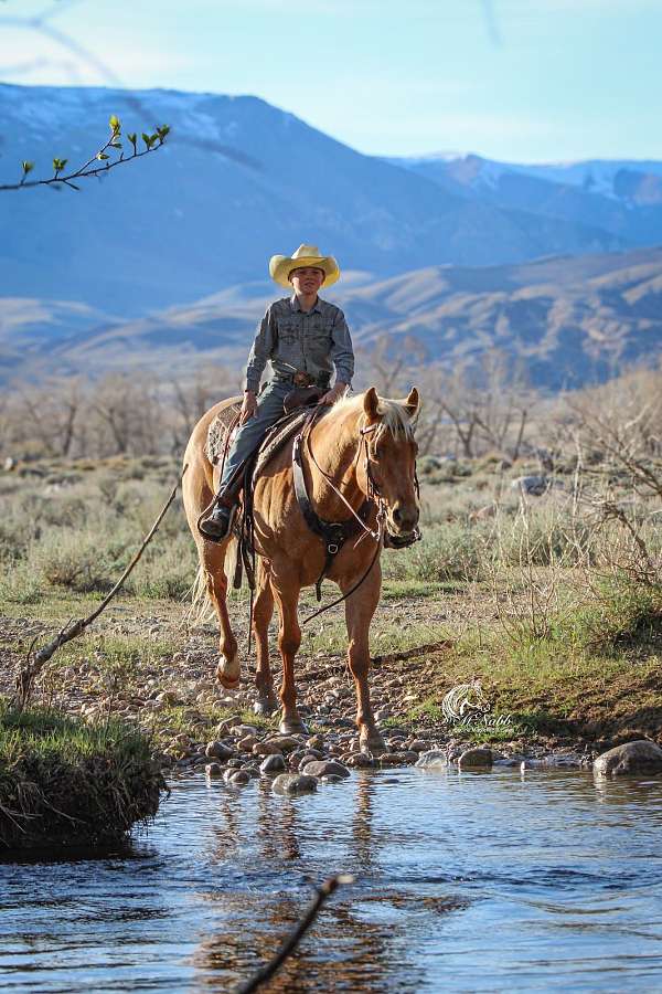 calf-roping-quarter-horse