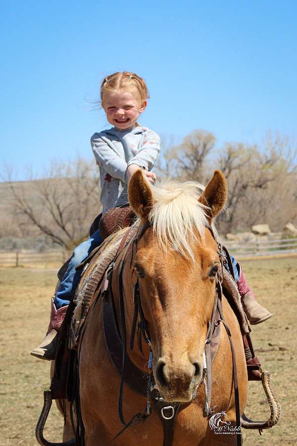 kid-safe-quarter-horse