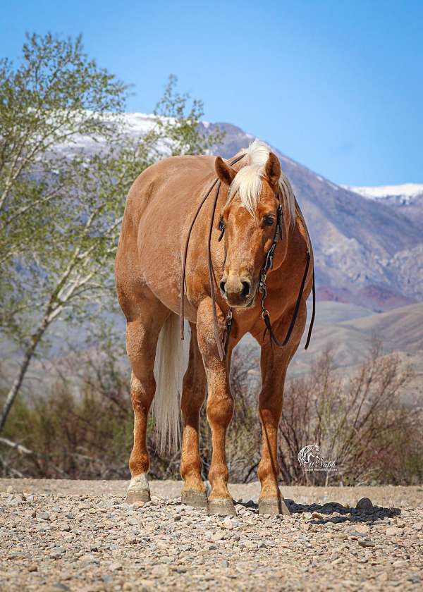 performance-quarter-horse