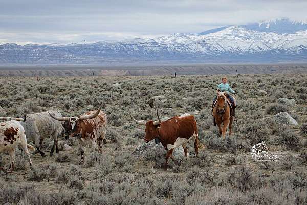 ranch-versatility-quarter-horse
