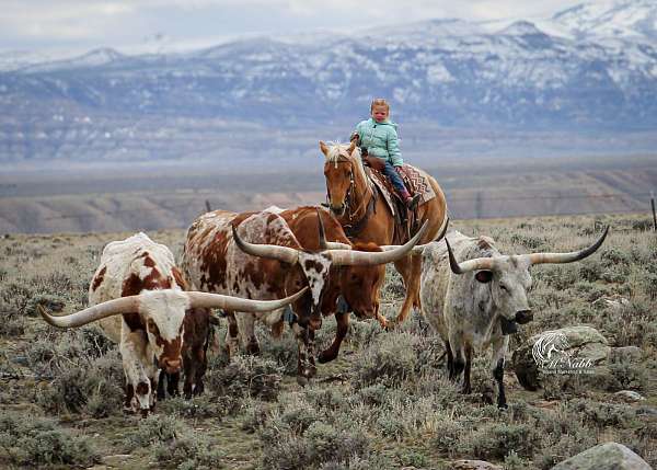 ranch-work-quarter-horse