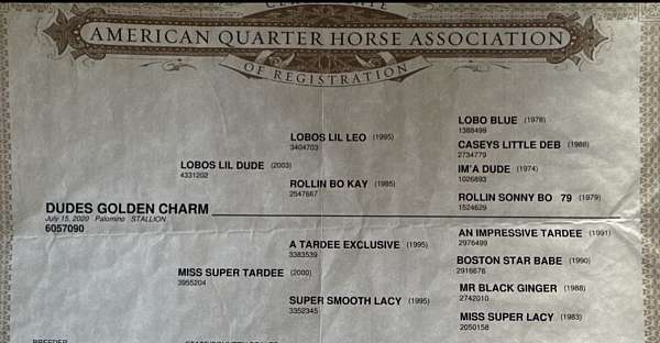 roping-quarter-horse