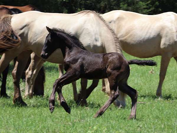 friesian-colt