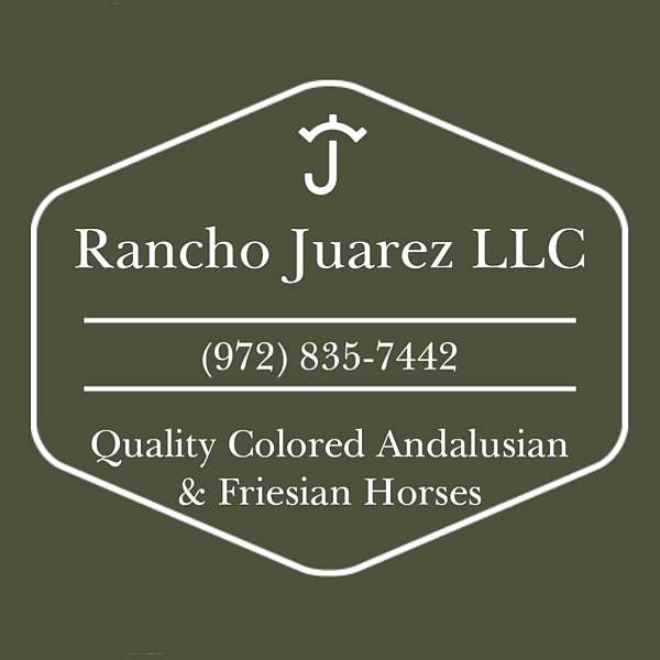 friesian-horse-for-sale