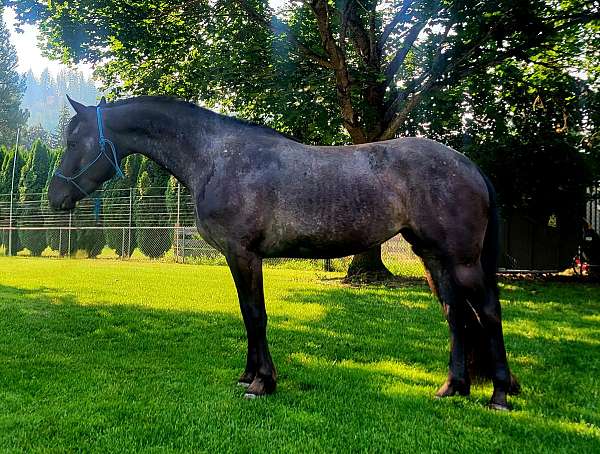 varnish-roan-spots-over-butt-horse