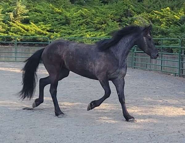 black-varnish-roan-spots-over-butt-horse