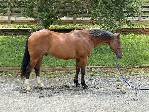 calf-roping-quarter-horse