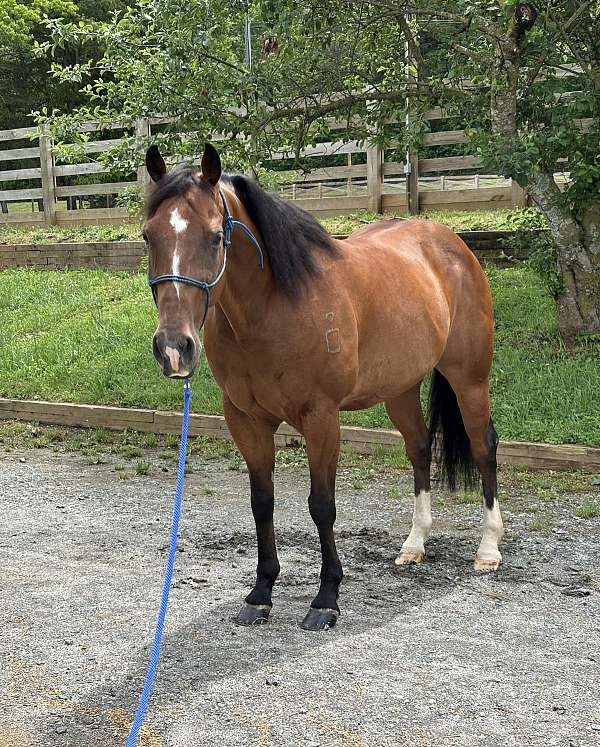 cutting-quarter-horse