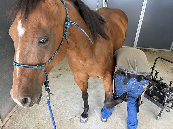 heading-quarter-horse