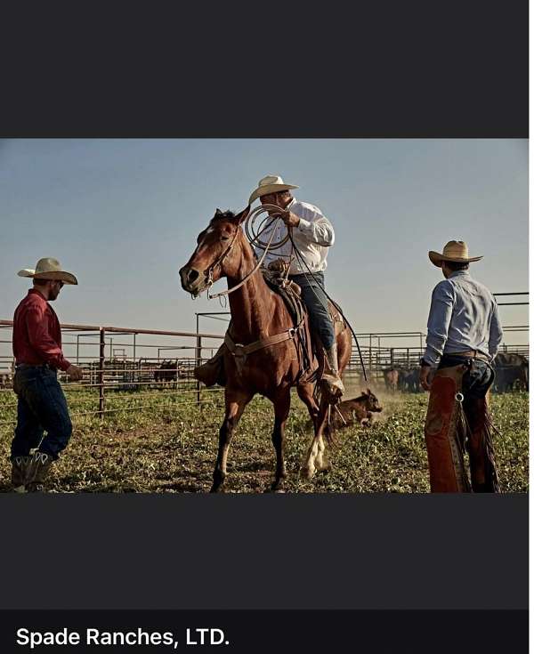 penning-quarter-horse