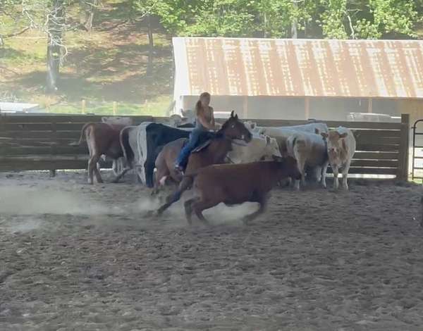anyone-quarter-horse