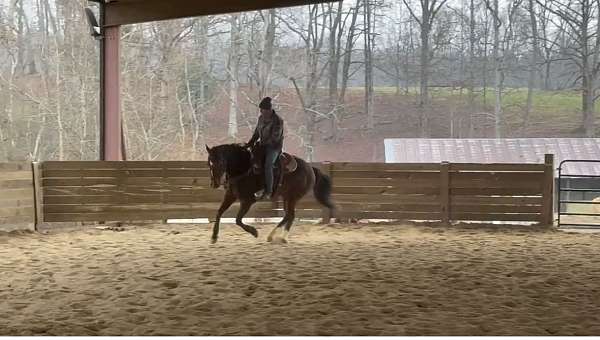 around-quarter-horse