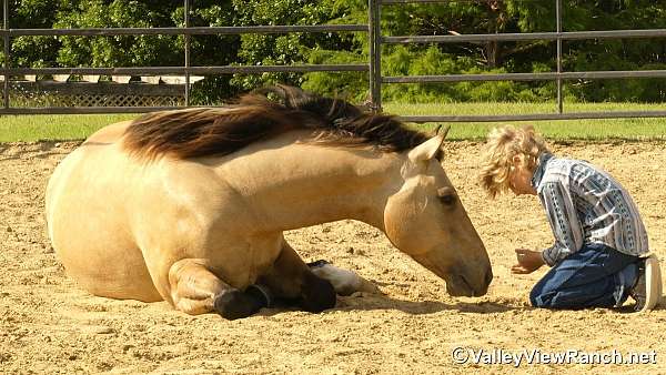 all-around-quarter-horse