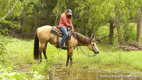 athletic-quarter-horse