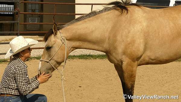kid-safe-quarter-horse
