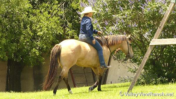 performance-quarter-horse