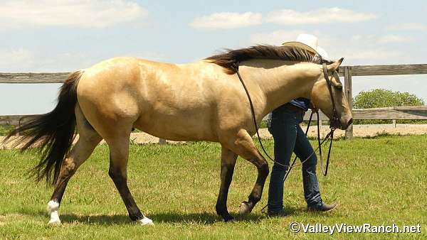 ranch-quarter-horse