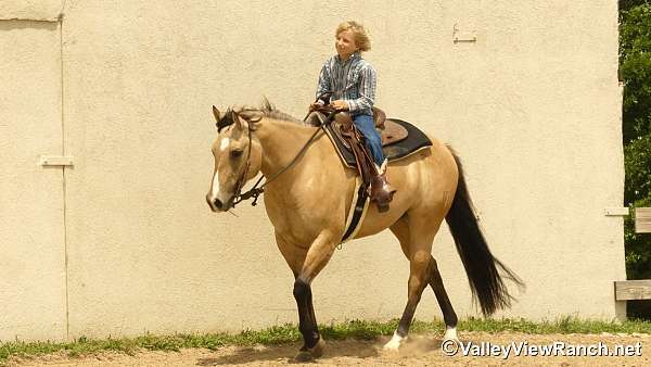 ranch-versatility-quarter-horse