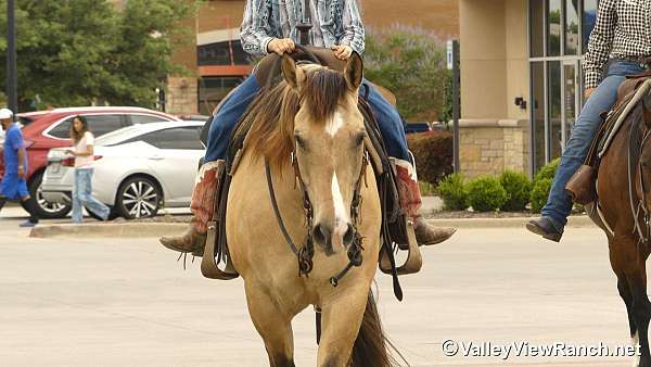 ranch-work-quarter-horse