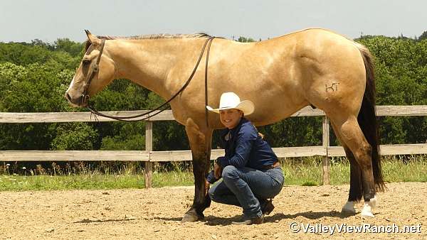 reined-cow-quarter-horse