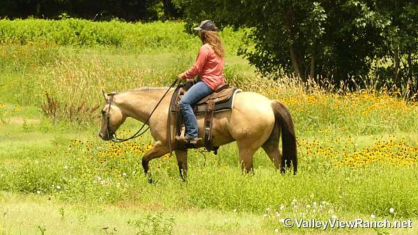 reining-quarter-horse
