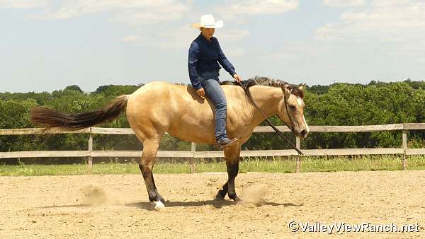 ridden-western-quarter-horse