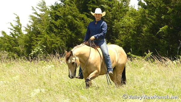 show-experience-quarter-horse
