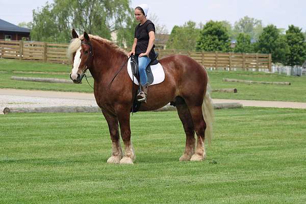 beginner-belgian-horse