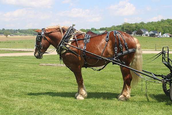 english-pleasure-belgian-horse