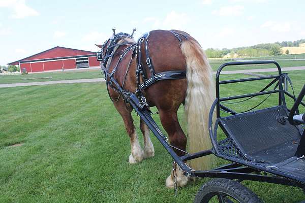 husband-safe-belgian-horse