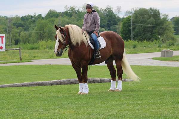 mounted-patrol-belgian-horse