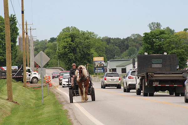 parade-belgian-horse