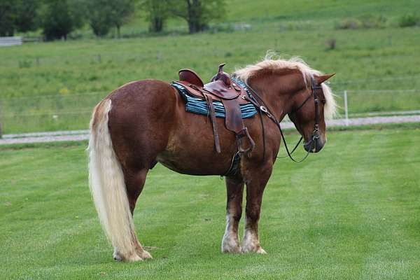pleasure-driving-belgian-horse